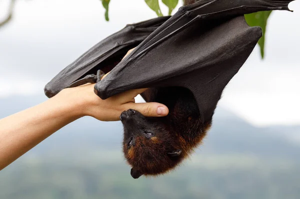 Schattig Pluizig Vliegende Vos Hangend Aan Boom — Stockfoto