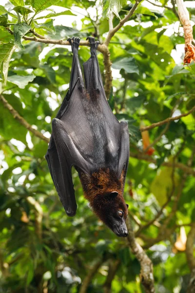 Lindo Esponjoso Zorro Volador Colgando Árbol —  Fotos de Stock