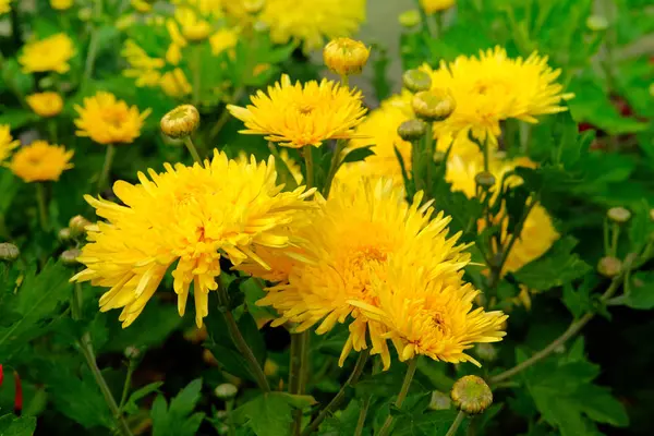 Żółte Chryzantemy Szkółce Ogrodniczej Tapeta Chryzantemy Kwiatowe Jasne Kwitnące Tło — Zdjęcie stockowe