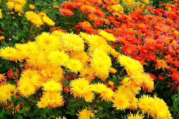 Crisantemos Amarillos Rojos Vivero Jardinería Papel Pintado Crisantemos Fondo Florido — Foto de Stock