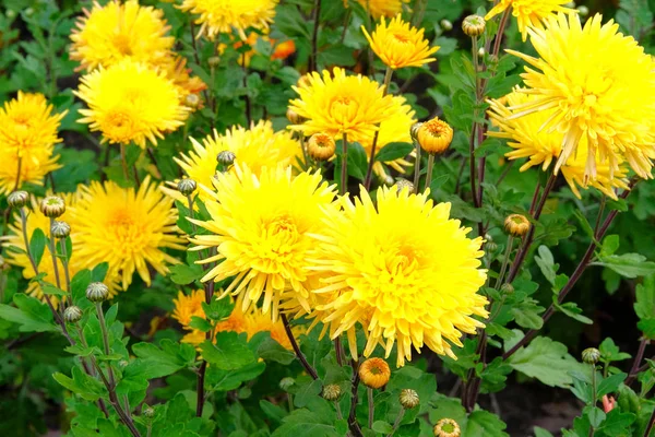 Crisantemos Amarillos Vivero Jardinería Papel Pintado Crisantemos Fondo Florido Vibrante — Foto de Stock