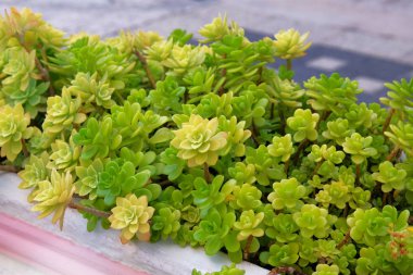 Aeonium lindleyi bitkileri. Avludaki büyük saksıda sulu bitkiler. Manzara tasarımı için sulu bir bitki. Ev için bitkiler.