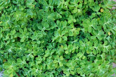 Aeonium lindleyi bitkileri. Avluda sulu bitkiler. Manzara tasarımı için sulu bir bitki. Yeşil desen.