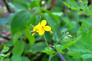Yeşil doğa üzerindeki Celandine çiçekleri çayırda bulanık arka plan. Bitkisel ilaçlar için parlak sarı çiçekler. Şifalı bitki..