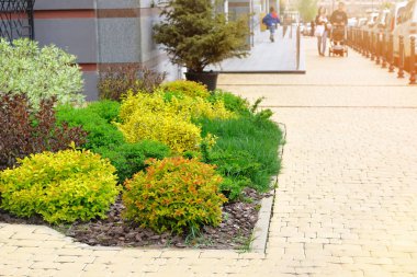 Şehrin bir yerleşim merkezinin caddelerindeki dekoratif yeşil çalılıklar. Şehir sokaklarının peyzaj ve dekorasyonu.
