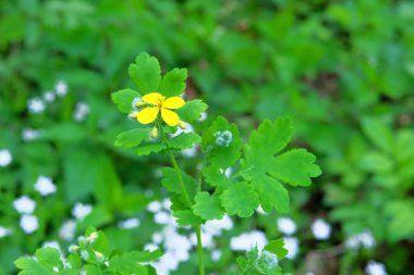Yeşil doğa üzerindeki Celandine çiçekleri bulanık arkaplan. Şifalı bitki. Bitkisellik için sarı çiçekler. Kapat..