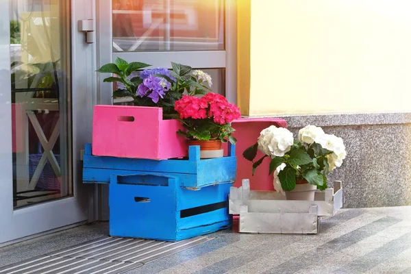 Голубой Розовый Белый Бульденеж Деревянных Коробках Украшает Фасад Цветочного Магазина — стоковое фото