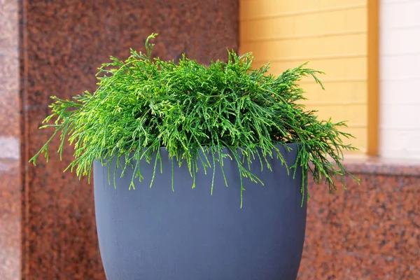 Cypress w garnku na świeżym powietrzu. Thuja occidentalis danica w pojemniku, — Zdjęcie stockowe