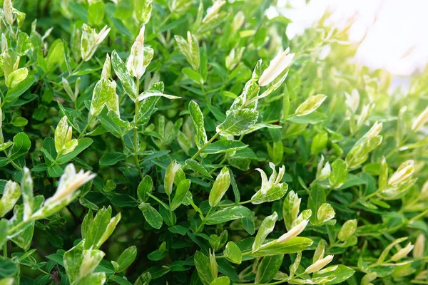 Salix Integra Decorative Garden Plant White Green Leaves Branches Willow — Stock Photo, Image