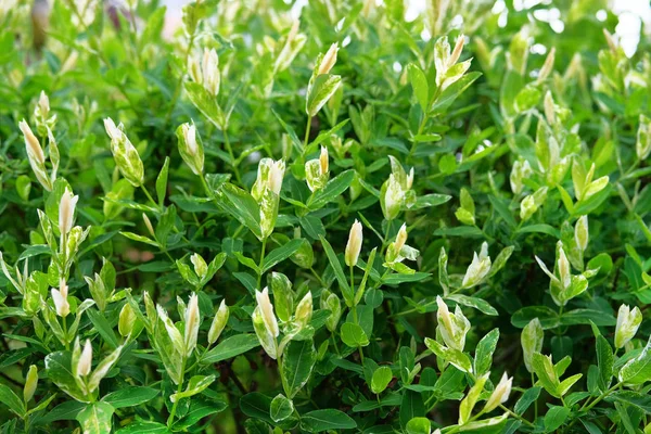 Salix Integra Plantas Jardim Decorativo Folhas Brancas Verdes Bush Salgueiro — Fotografia de Stock