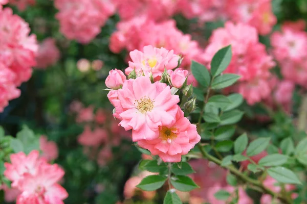 Rosa Rosas Escalada Rosa Una Casa Campo Jardín Valle Rosas — Foto de Stock