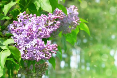 Yeşil arka planı bulanık leylak çiçekleri. Çiçek dalları