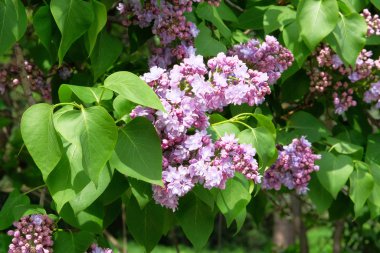 Yeşil arka planı bulanık leylak çiçekleri. Çiçek dalları