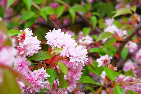 Sakura Virágzik Parkban Közelről Rózsaszín Virágok Nőnek Japánban Tereprendezés Dekoráció — Stock Fotó