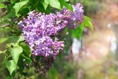Mor taç yapraklarıyla açan leylak çiçekleri. İlkbahar romantik manzarası, yakın plan. Seçici odak, bulanık arkaplan.