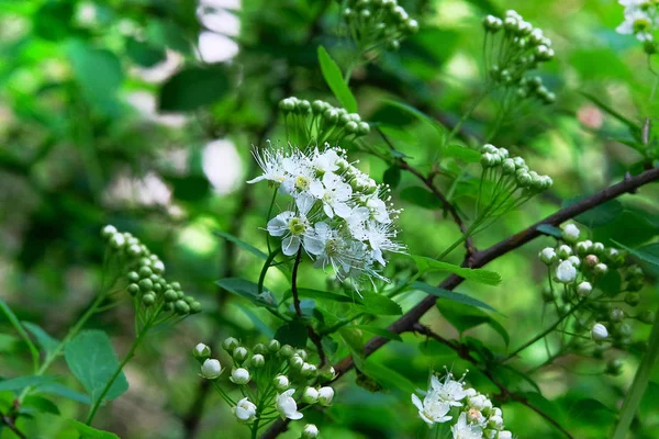Bird cherry flowers with green blurred background. Branches of b — Stock Photo, Image