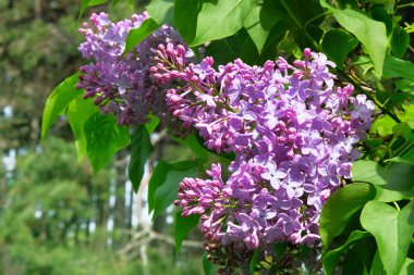 Mor taç yapraklarıyla açan leylak çiçekleri. Bahar geldi. Mor romantik manzara, yakın çekim. Kadınlar Günü için romantik kart.