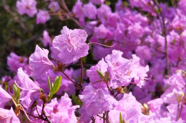 Rhododendron şehir parkında çiçek açıyor, yaklaşın. Mor çiçekler bahçede yetişiyor. Bahar mevsiminde peyzaj ve dekorasyon.