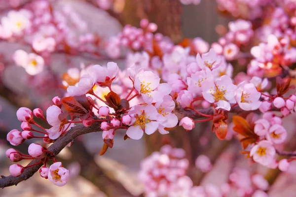 Apricot Flowers Blooming Pink Petals Spring Background Nature Pink Bokeh — Stock Photo, Image