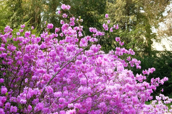 Rhododendron Blooming Arboretum Close Purple Gentle Flowers Growing City Park — 스톡 사진