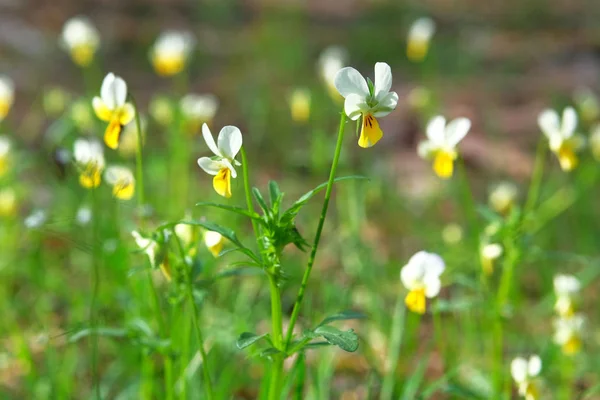 Wiosna Kwitnące Psie Fioletowe Kwiaty Dziki Pedał Anglia Europa Bratki — Zdjęcie stockowe