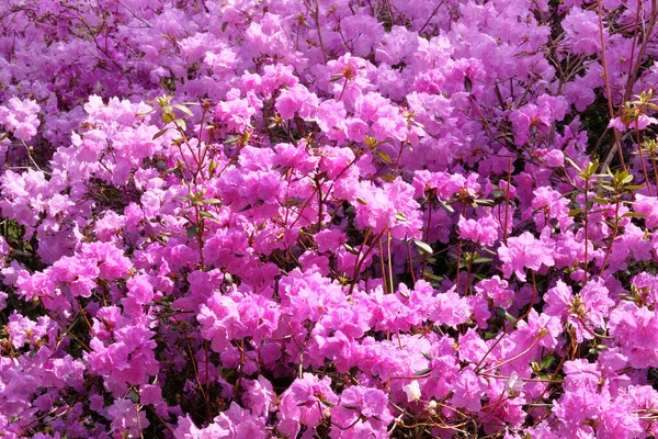 Rododendronovy Keře Kvetou Jarní Zahradě Detailní Záběr Městském Parku Rostou — Stock fotografie