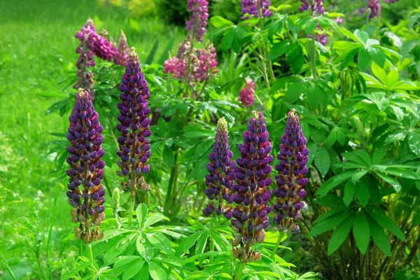 Purple Lupin Flowers Blooming Drops Rain Spring Background Nature Lupines — 스톡 사진