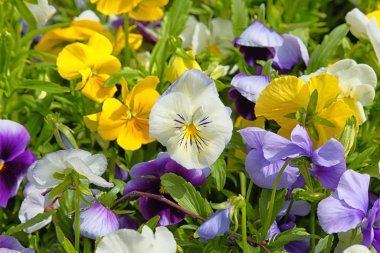 Bahar çayırlarında nonoşlar çiçek açıyor, yakın plan. Bahçede beyaz, mavi ve sarı çiçekler büyüyor. Şehir parkında peyzaj ve dekorasyon.