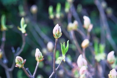 Güneşli bir günde dallarda yeşil tomurcuklar. Bahar mevsiminde nazik yapraklar, tomurcuklar ve dallar makro arkaplan.