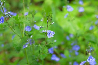 Myosotis, bulanık yeşil arkaplanı kapat. Vahşi bir çayırda çiçek açan bitkiler. Myosotis akreplerini unutun..