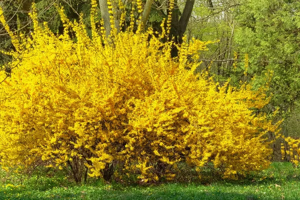Forsythia Europaea Ανθίζει Δενδρύλλιο Κοντά Κίτρινα Απαλά Λουλούδια Φυτρώνουν Στο — Φωτογραφία Αρχείου