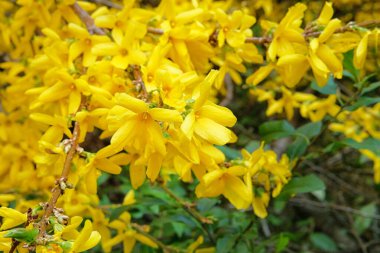 Forsythia avrupası baharda bahçede çiçek açıyor, yakın plan. Parkta sarı nazik çiçekler büyüyor. Şehirdeki bahar mevsiminde peyzaj ve dekorasyon.