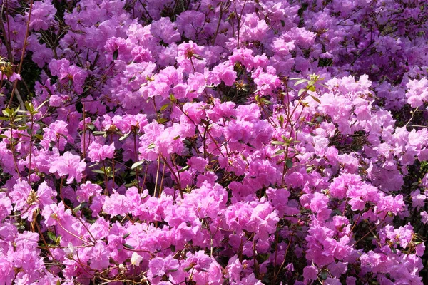 Rododendronové Keře Kvetou Jarní Zahradě Zblízka Fialové Elegantní Květiny Rostou — Stock fotografie