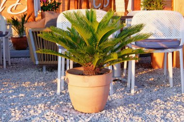 Kumsalda bir tencere yeşil palmiye. Sahildeki bir kafenin yanında yeşil palmiye ağacı duruyor. Cycas revoluta. Dış tasarım için saksı ağaçları.