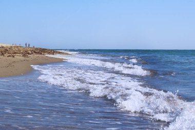 Deniz manzarası, deniz kabuklarıyla kumlu plaj. Deniz kenarındaki kumlu sahilde kahverengi deniz yosunu. Yazın denizde tatil..