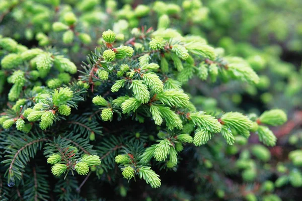 Ramas Verdes Jóvenes Abeto Bosque Primer Plano Primavera Naturaleza Fondo — Foto de Stock