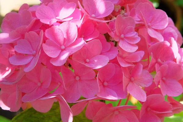 Ροζ Άνθη Ορτενσίας Ανθίζουν Ανοιξιάτικη Υφή Της Φύσης Διαμόρφωση Τοπίου — Φωτογραφία Αρχείου