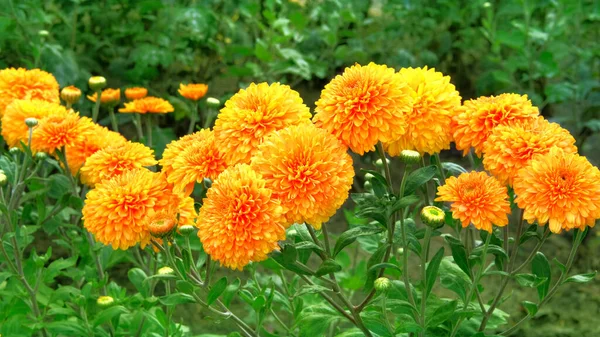 Crisantemos Naranjas Amarillas Vivero Jardinería Papel Pintado Crisantemos Fondo Floreciente — Foto de Stock