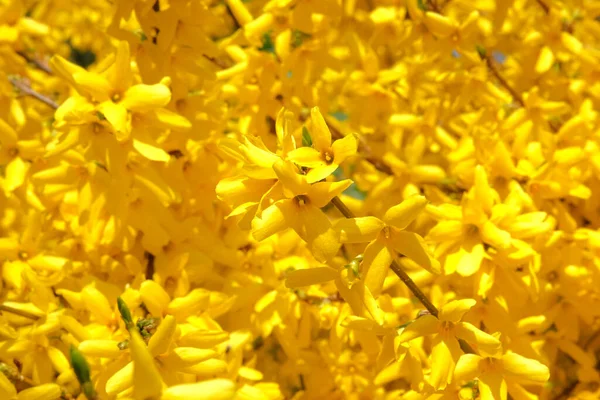 Yellow Gentle Flowers Growing City Park Spring Forsythia Europaea Blooming — Stock Photo, Image