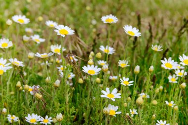 Yazın yeşil çayırlarda papatyalar. Oxeye papatya, Leucanthemum vulgare. Beyaz yapraklı papatya çiçekleri. Şifalı bitki..
