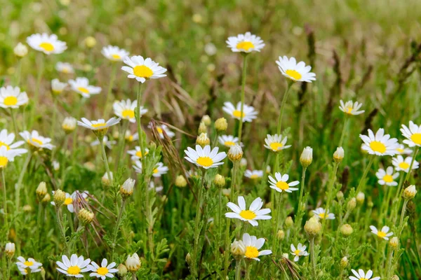 Ромашки Летнем Зеленом Лугу Oxeye Daisy Leucanthemum Vulgare Ромашковые Цветы — стоковое фото