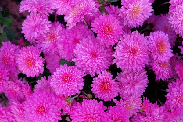 Chrysanthemums Wallpaper Purple Bright Picturesque Background Opened Chrysanthemums Buds Nursery — Stock Photo, Image