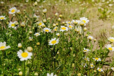 Yazın romantik çayırlarda papatyalar. Oxeye papatya, Leucanthemum vulgare. Beyaz yapraklı papatya çiçekleri. Bir sürü şifalı bitki..