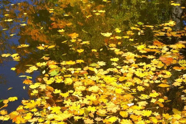 Vista Superior Outono Folhas Douradas Brilhantes Água Amarelo Várias Folhas — Fotografia de Stock
