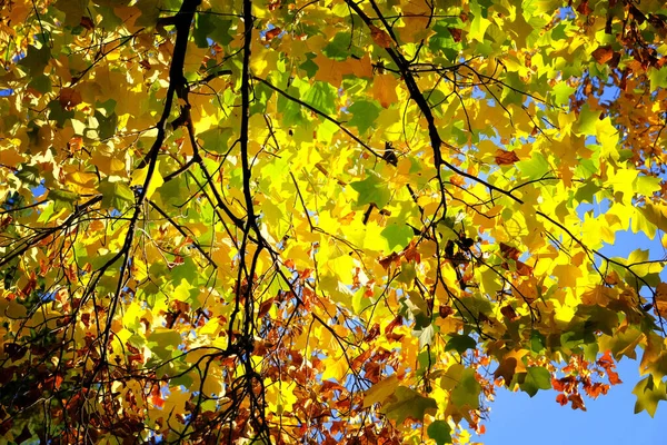 Autumn Leaves Sunny Day Yellow Fall Leaves Picturesque Fall Park — Stock Photo, Image