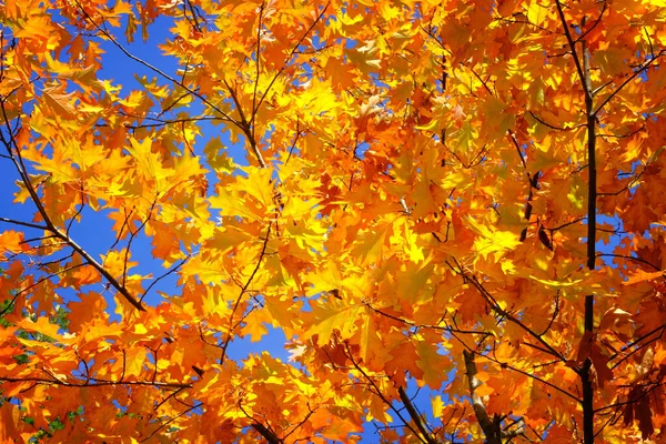 Herbstlandschaft Und Tapete Gelbe Orangefarbene Und Rote Herbsteichenblätter Malerischen Herbstpark — Stockfoto