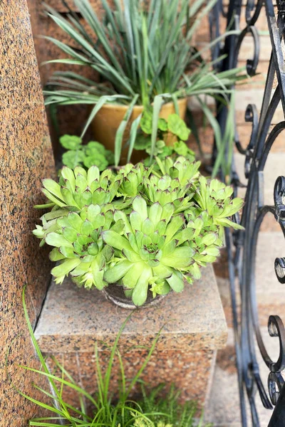 Pots of succulents plants stand on the steps at the entrance to the house. Residential porch design. Green home. Plants for house.