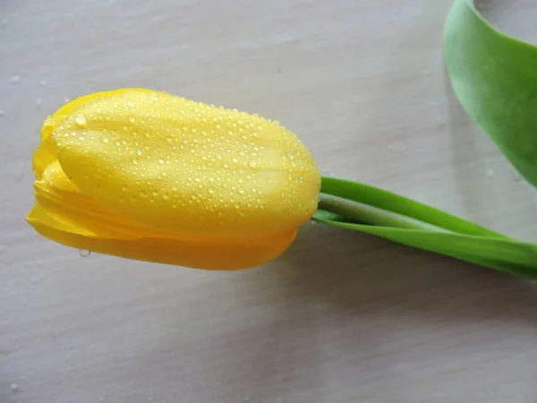 One Yellow Tulip Table — Stock Photo, Image