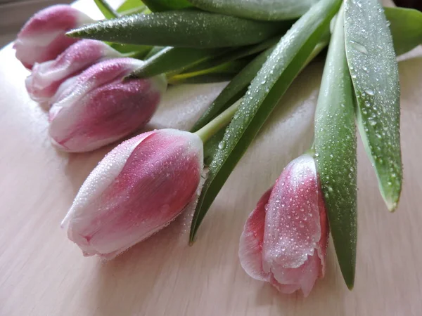 Beautiful Pink Tulips Water Drops — Stock Photo, Image