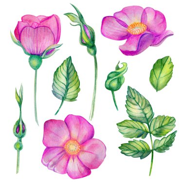 Yaban gülü ile suluboya.